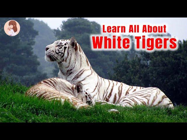 Facts About White Tiger