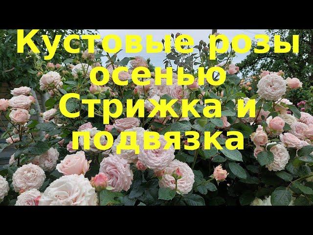 Кустовые розы осенью. Обрезка и крепление к опоре.