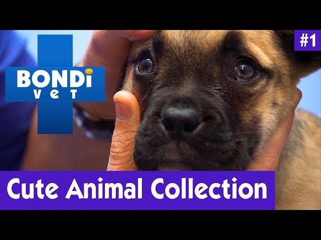 CUTE ANIMAL COLLECTION #1 | Bondi Vet