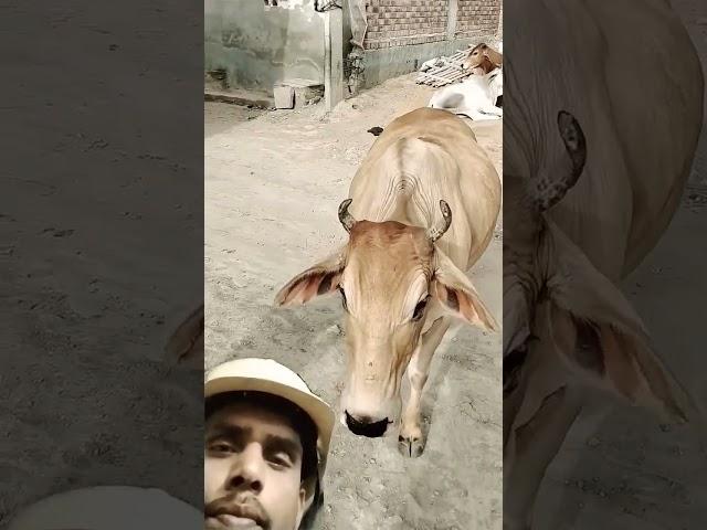 Jai gou mata #cow #shortvideo #viral :)