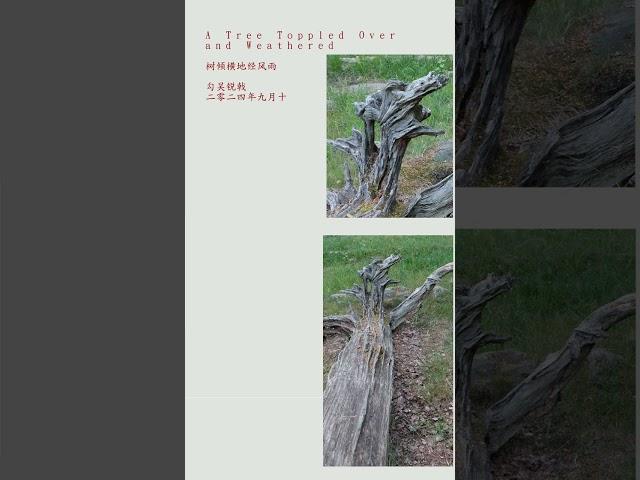 【七绝】树倾横地经风雨 A Tree Toppled Over and Weathered #七言诗 #七绝 #poem