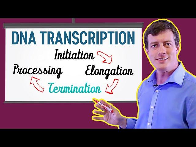 DNA Transcription Made EASY | Part 3: Termination