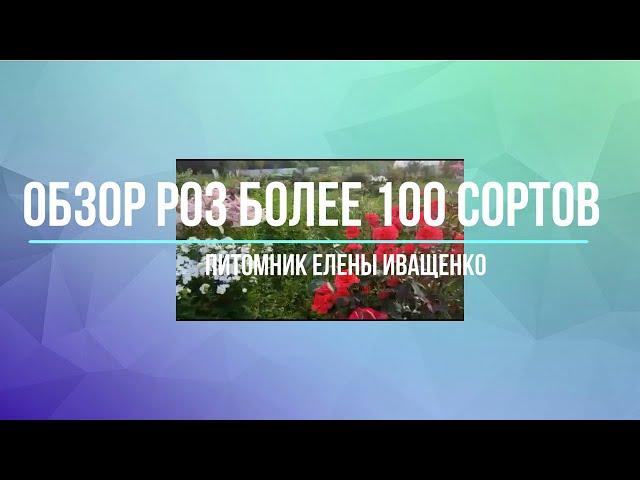 Обзор Роз. Более 100 сортов от Елены Иващенко