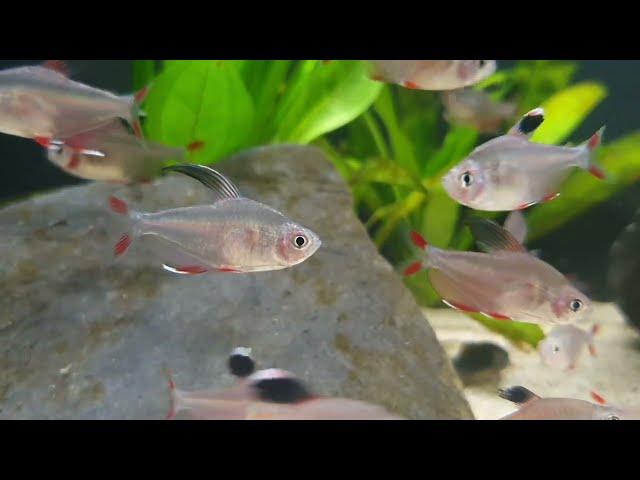 Hyphessobrycon bentosi bij Aquarium Speciaalzaak Utaka