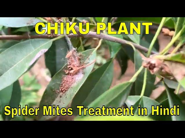 Chiku Plant Spider Mites Se chutkara Chutkiyon Me | Easy Treatment