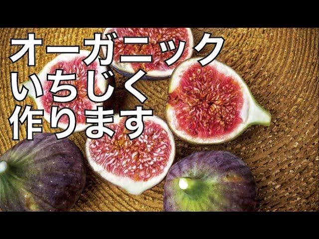 オーガニックのいちじく始めます！｜美味しい果物｜食べてキレイになる｜【小さなお茶農家#27】