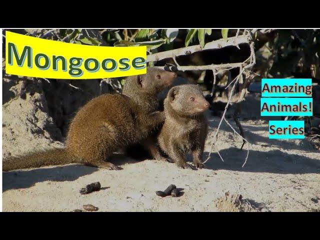 Mongoose facts 