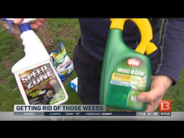 Home & Garden: Getting rid of weeds in your lawn