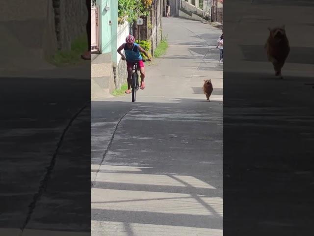 Doggo Races Cyclist Up A Hill