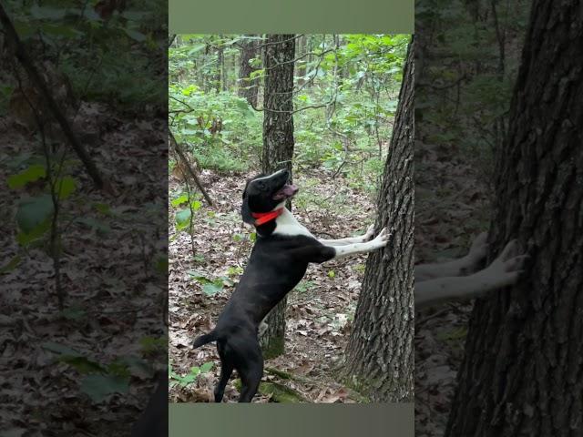 Great outdoors with Original Mountain curs enjoying the Ozarks Squrrile hunting