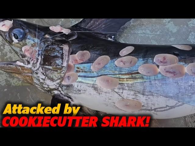 Cookiecutter Shark: The Tiny Predator That Bites Orcas and Submarines