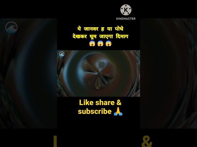 ये पोधे ह या जनवर  !!!  #shorts #youtubeshorts #viral #tranding #viralvideo #short