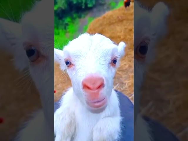 cute goat baby | goat sound | cute goten | goat video | funny goat | cute goat funny video | #shorts