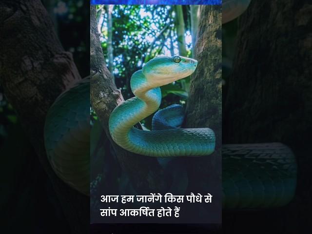 Some plants are dangerous to plant at home. Because they are the favorite home of snakes #facts