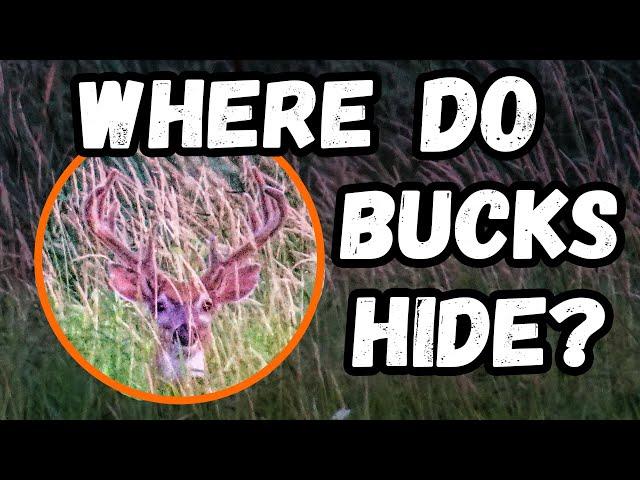 How Do BUCKS AVOID HUNTING PRESSURE? - Deer Research With @msudeerlabtv5058