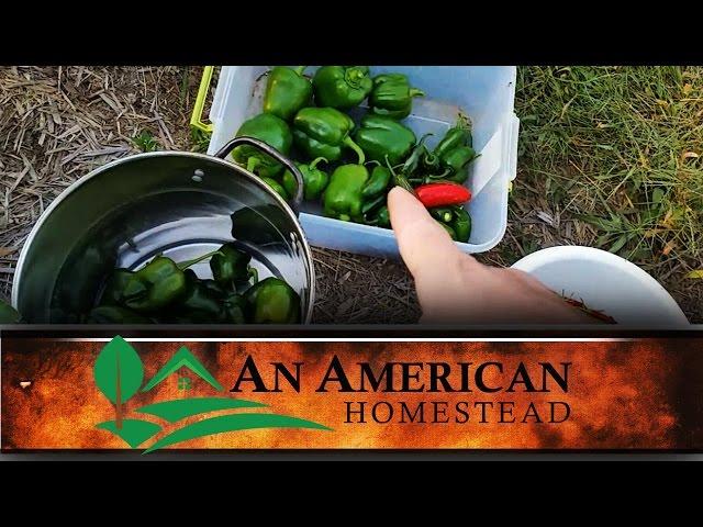 Final Pepper Harvest - An American Homestead