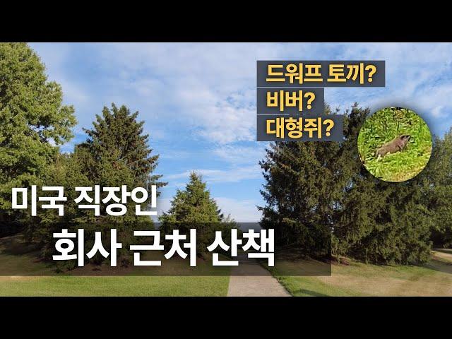 NJ 미국 직장인의 산책하기 - 회사 바로 옆 숲! 깜짝이야! 드워프 토끼? 비버? 대형쥐?