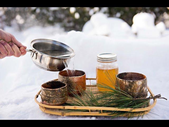 Pine Needle Tea. How to and a WARNING!