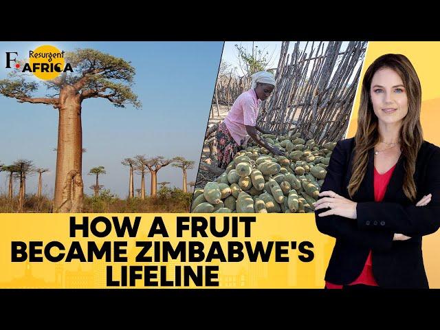 Zimbabwe: Fruit of Baobab Trees Provides New Lifeline to Rural Communities| Firstpost Africa