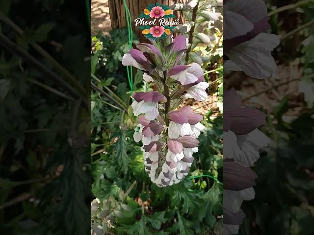 Attractive Bear's Breeches Flowers!#nature #naturalflowers #flowertypes #flowervarieties#acanthus