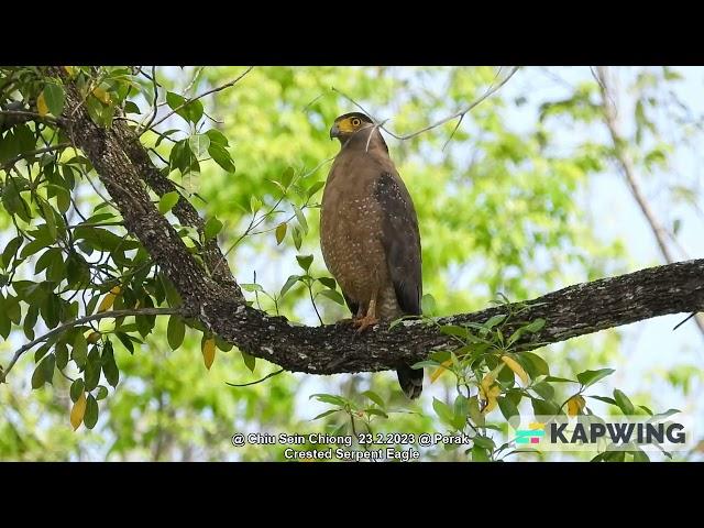 Crested Serpent Eagle @ Chiu S C DSCN5505