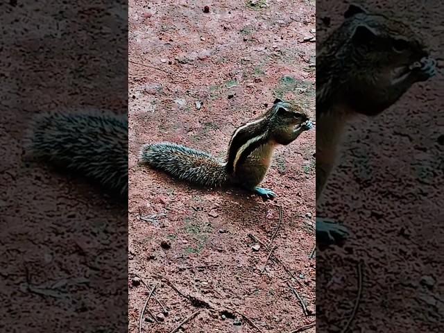 #viral #shortvideo #viralvideo #shorts #squirrel #yt #bts #pewdiepie #shorts