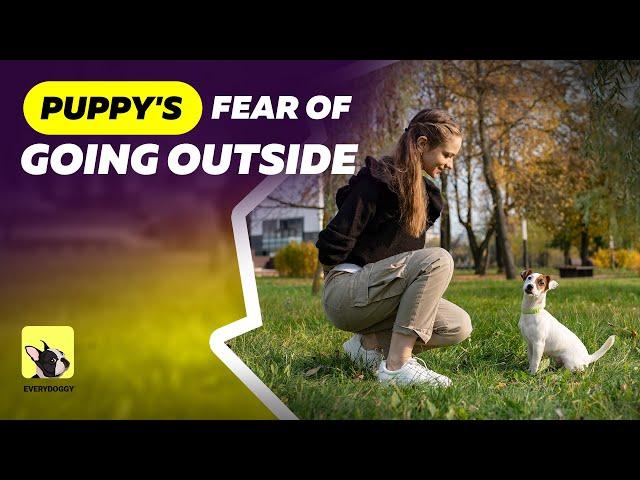 Puppy's fear of going outside | Fearful Dog Training Tips | EveryDoggy