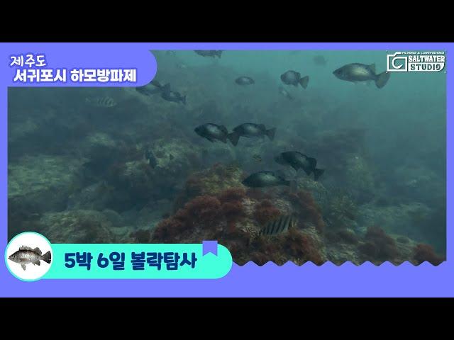 서귀포권 볼락 낚시 유명 포인트, 하모 방파제에는 볼락이 있을까?