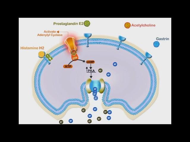 Proton Pump Inhibitors animation video