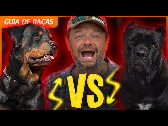 BATALHA ENTRE ROTTWEILER E CANE CORSO | GUIA DE RAÇAS