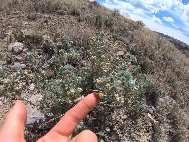 Atriplex canescens (4-wing saltbush) Artemisia spinescens (budsage)