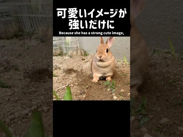 荒々しさこそうさぎの可愛さ The wildness and cuteness of the rabbit #ウサちゃん回答箱