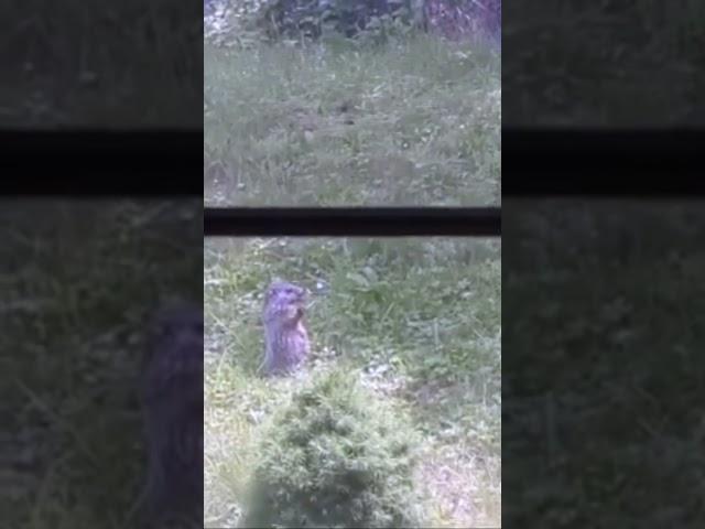 oh, to be a baby groundhog grasping a flower to nibble in the warm sunlight