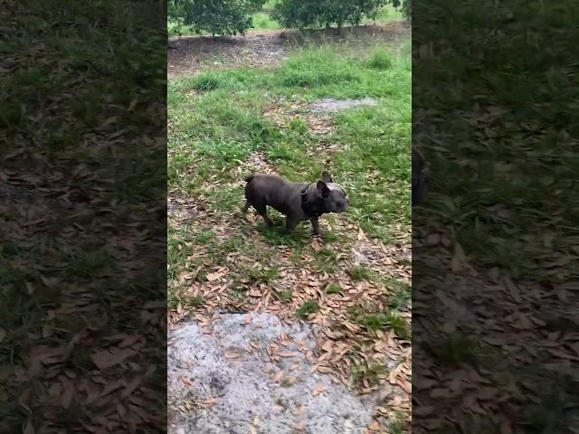 #frenchies running FREE Hades Hermes Oceas #frenchbulldog #frenchbulldogpuppies #frenchie #doglife