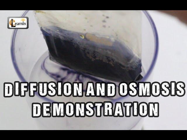 Diffusion and Osmosis | Iodine starch experiment with bag | Science Experiments | elearnin