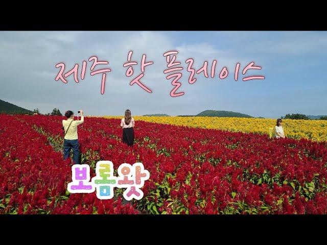 제주보롬왓/4계절 아름다운 꽃을 볼수 있는 광활한 꽃정원과 베이커리카페