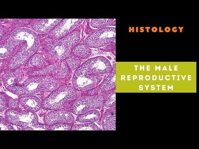 Histology of the male reproductive system