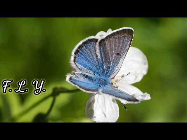 Cute Butterflies Compilation Video II WorldeX