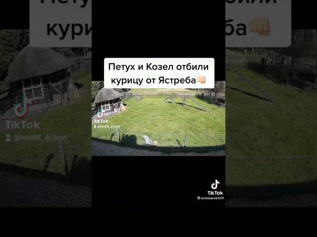 Петух и козёл отбили курицу от ястреба