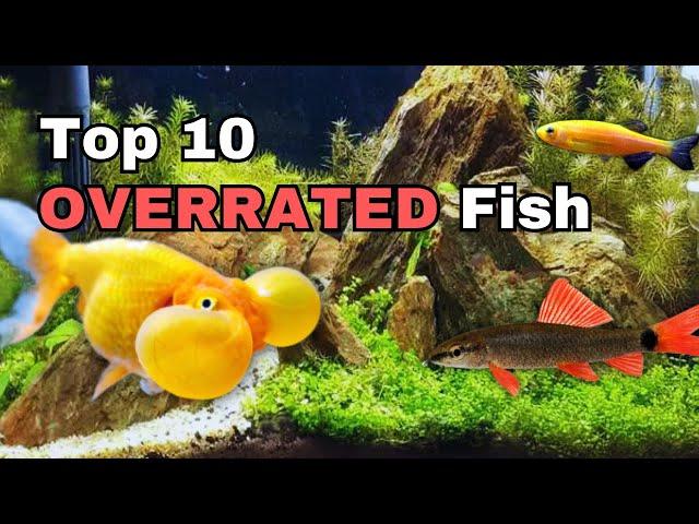 Top 10 OVERRATED Aquarium Fish!