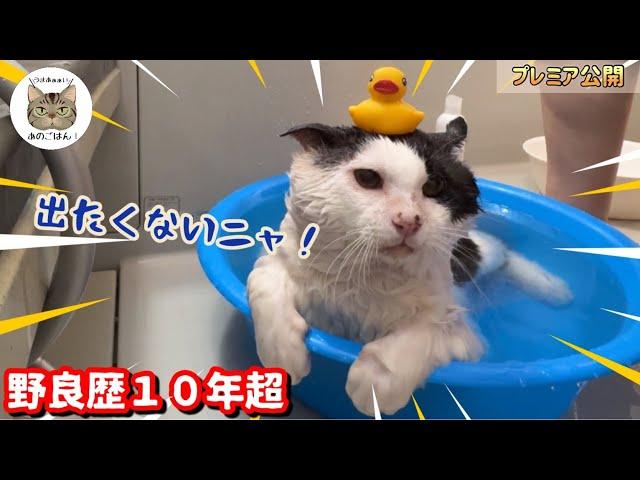 野良猫緊急保護から初めてのお風呂！想定外のハプニングがヤバい…