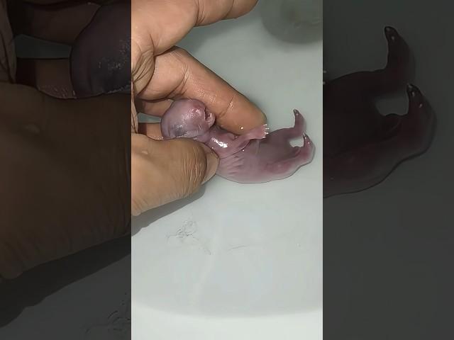 The bunny that mommy forgot.-1#animals #bunny #rabbit #shorts #fyp #youtubeshorts #baby #rescue