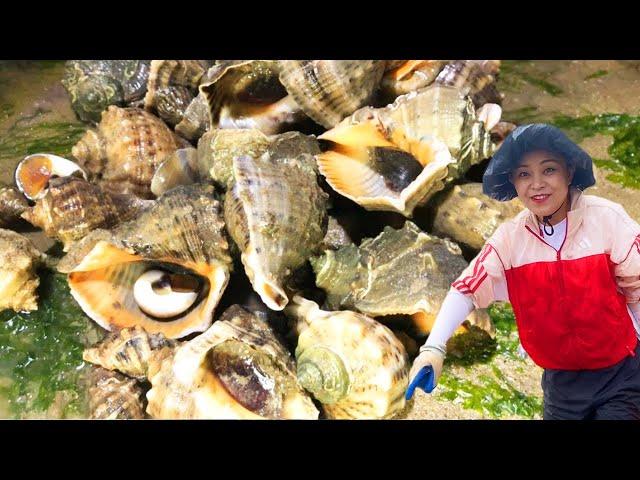 [ENG SUB] Xiao Zhang to sea  huge conchs & stranded groupers! Bucket of unhappy seafood!