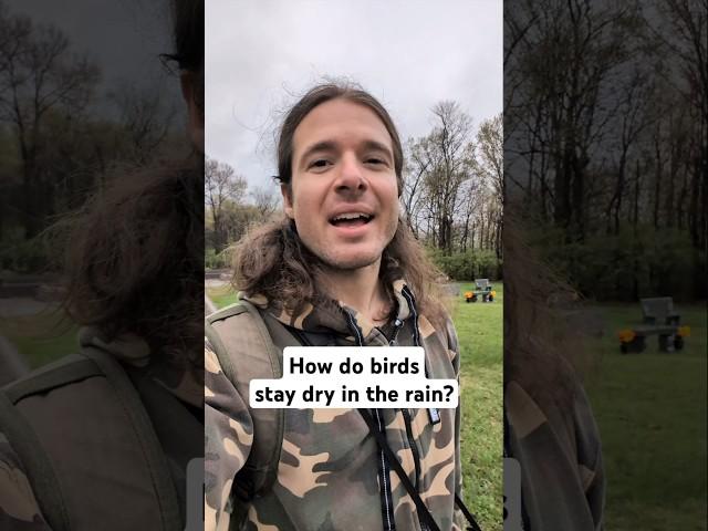 How do Birds Stay Dry in the Rain?