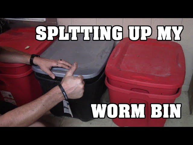 Splitting a Worm Bin into Two