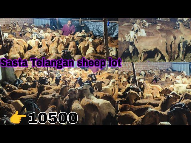 Alhamdulillah  Telangana sheep available in large numbers in Hussaini Alam Kabutar Khana Hyderabad