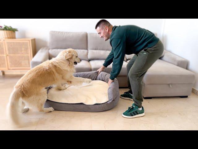 Surprising My Golden Retriever with a NEW BED!