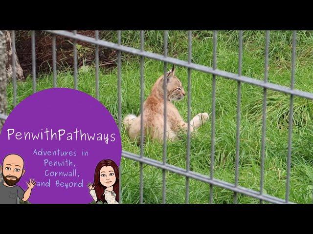 We go to Newquay Zoo and see the baby Lynx, Slender Loris, and more! #penwithpathways