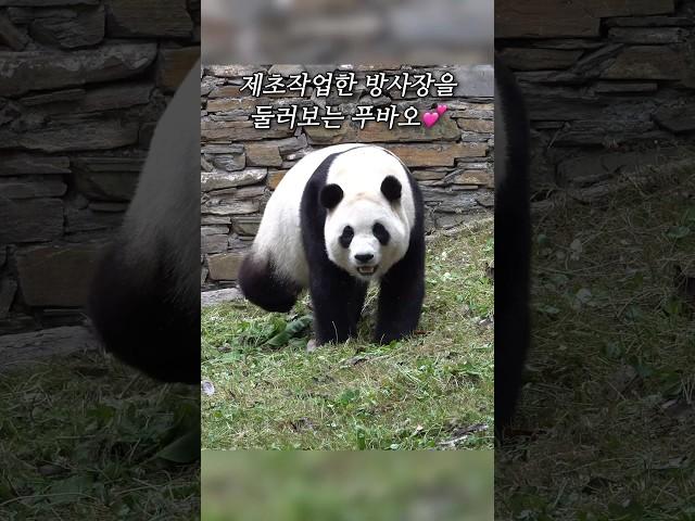 풀깎고 깨끗해진 방사장을 점검하는 똑띠기 푸바오ㅣ#Shorts#푸바오#Fubao