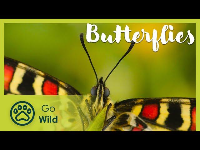 Butterfly habitats and conservation | Go Wild